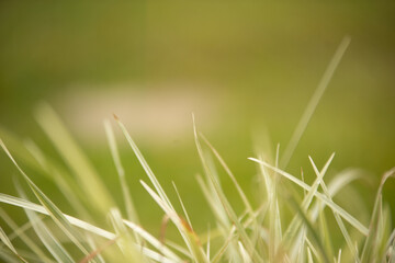green grass with dew drops