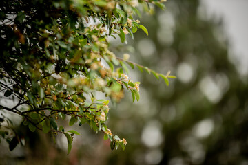 leaves on the tree