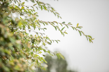 leaves in the wind