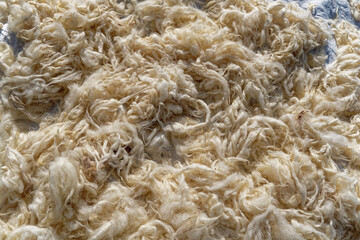 Organic real wool preparing for using textile traditional way in villager garden