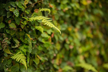 fern in the forest