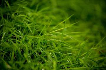 dew on grass