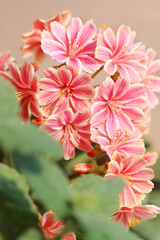 Fototapeta premium pink and white flowers