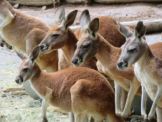 kangaroo and baby