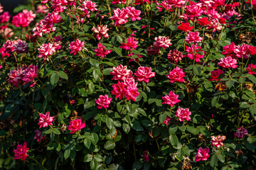 Pink flowers blooming on a shrubbery