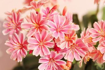 pink and white flowers