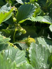 flower on the green background