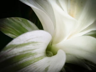 Fototapeta na wymiar white calla lily