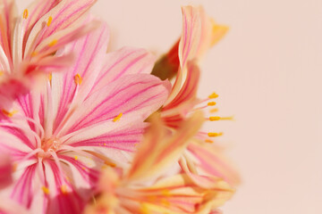 orange and pink flower closeup