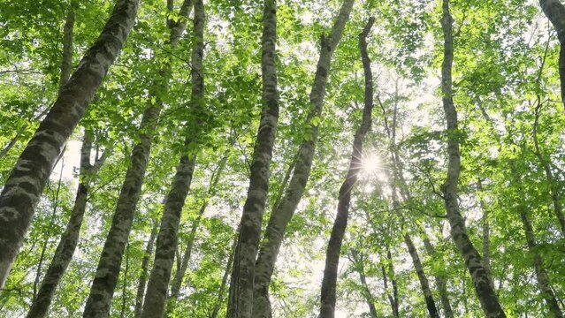ブナの森と木漏れ日　チルトダウン　環境音付き