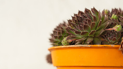 plant in an orange pot