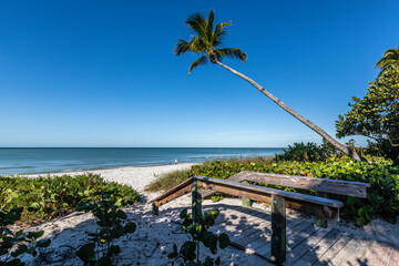 beach with palm trees