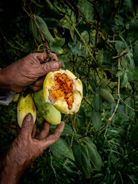 Fruta t&iacute;pica del Per&uacute;, Tumbo.