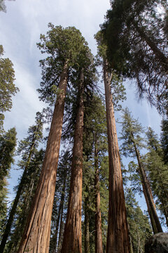 Towering Sequoias - Sequoia Park, California