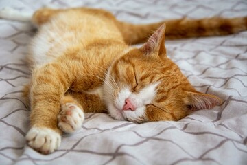 Fototapeta na wymiar Beautiful and pretty cat pet animal sleeping image