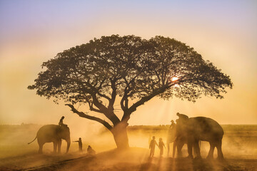 Obraz na płótnie Canvas three elephants with trainers riding standing under tree with village children