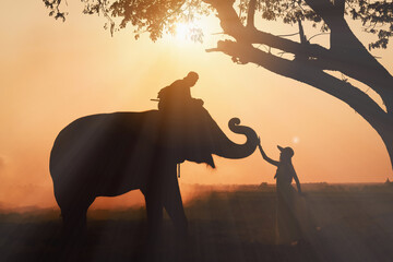 asia elephant with trainer riding and tourist woman standing by - Powered by Adobe