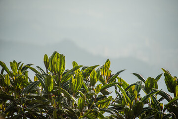 flowers plants and nature in the morning