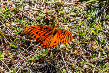 Fototapeta na wymiar butterfly on the grass