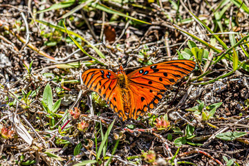 butterfly on the ground