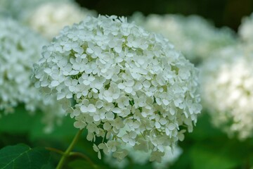 ひっそりと咲く満開のアナベルアジサイ＠万博公園、大阪