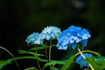 木漏れ日浴びて輝く淡いブルーのアジサイ＠万博公園、大阪