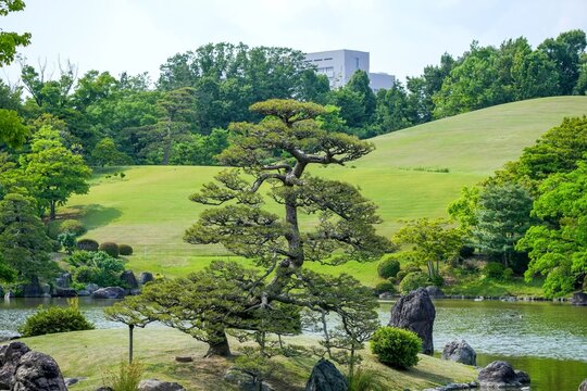 きれいな形のクロマツと春の日本庭園のコラボ情景＠万博公園、大阪