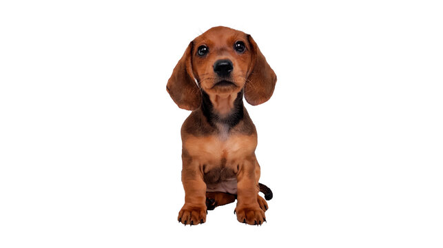 A Dachshund dog on a white background. Puppy 2 months sits and begs isolated in white background