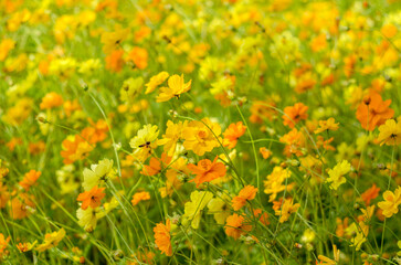 Yellow starburst flowers background image in the garden with bee flying.