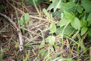 a small wild mouse in the forest got scared and hid among the grass. The color of the animal disguises itself as the environment