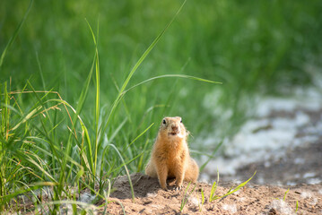 Naklejka na ściany i meble wildlife. a cute little gopher is sitting in the grass and fluff next to the hole