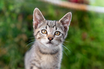 Obraz premium Portrait of adorable tabby kitten with beautiful amber eyes, who is posing sitting outside, front view, blurred background. Pet is walking or stray animal is waiting for adoption