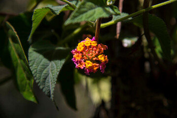 Flores y plantas silvestres en los andes del Perú
