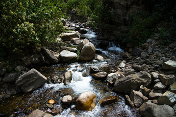 Flores y plantas silvestres en los andes del Perú