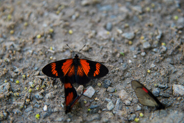 Flores y plantas silvestres en los andes del Perú