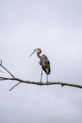A wild great blue heron on a tree near Charles River, MA