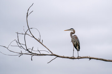 A wild great blue heron on a tree near Charles River, MA