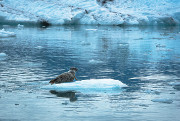 Harbor Seal haul out on ice floes near Columbia glaciers in Prince William Sound on the south coast...