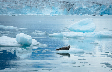 Harbor Seal haul out on ice floes near Columbia glaciers in Prince William Sound on the south coast...