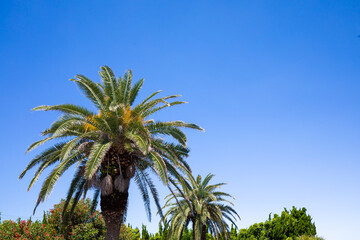 Fototapeta na wymiar 青空とヤシの木　Palm tree