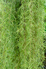  green spanish moss with water droplets in the garden