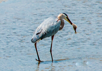 Heron going for the Biggest Catch of the Day