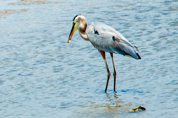 Heron going for the Biggest Catch of the Day