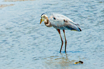 Heron going for the Biggest Catch of the Day