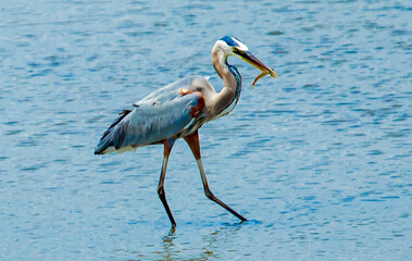 Heron going for the Biggest Catch of the Day