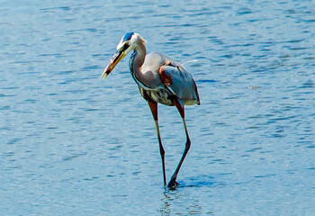 Heron going for the Biggest Catch of the Day