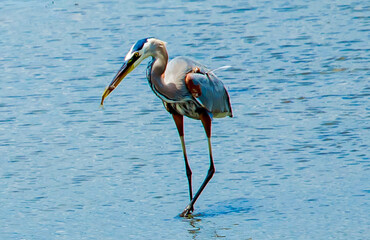 Heron going for the Biggest Catch of the Day