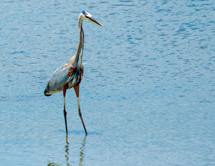 Heron going for the Biggest Catch of the Day