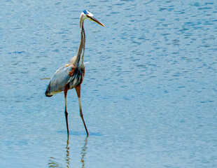 Heron going for the Biggest Catch of the Day