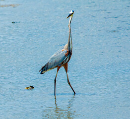 Heron going for the Biggest Catch of the Day
